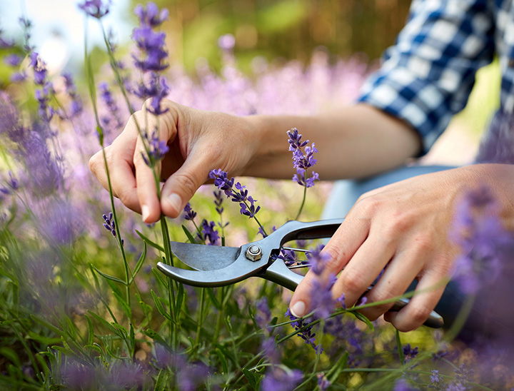 Image of person tending to some wildflowers.